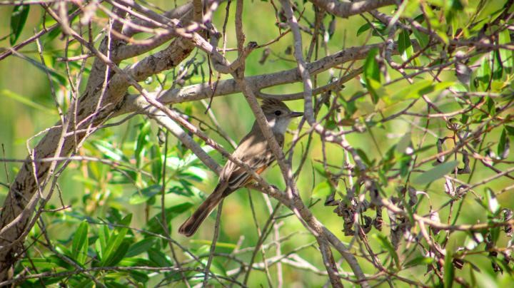 Bird Walk Irvine Ranch Natural Landmarks