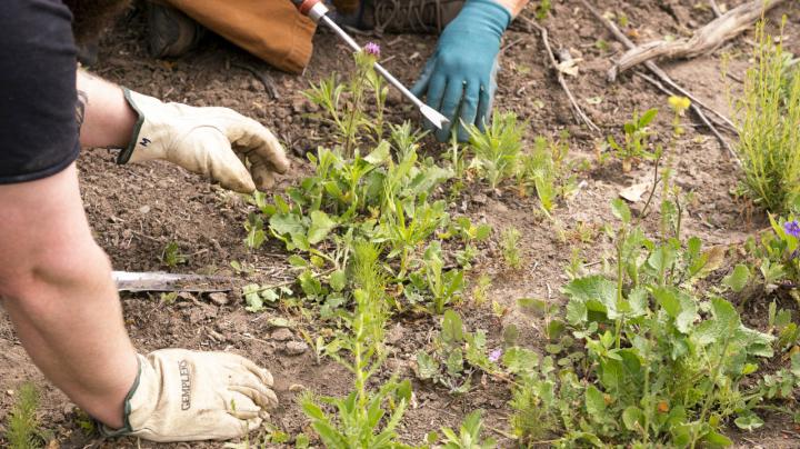 Cancelled: Rinker Grove Restoration: Acorn Planting - Irvine Ranch 