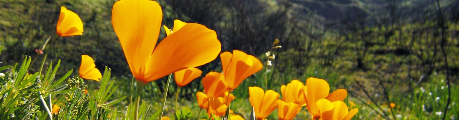 CANCELLED due to Fire Weather: Acorn Planting to Restore Oak Woodlands in Upper Weir Canyon