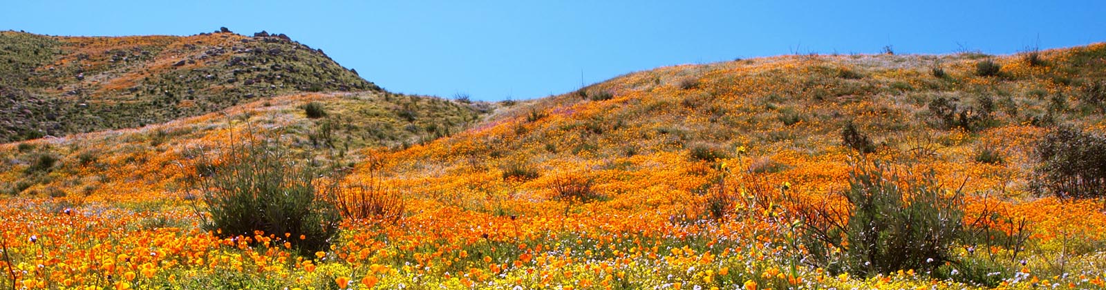 Dig in! Plant Wildflowers with the Native Seed Farm