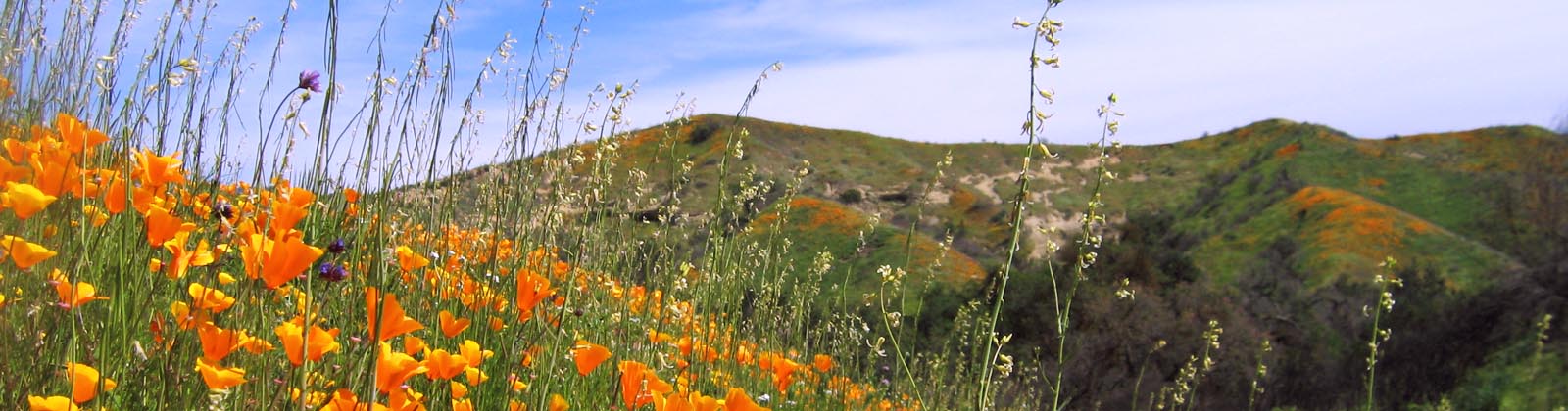 Dig in! Plant & Protect Wildflowers with the Native Seed Farm