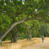Our Magnificent Oaks Interpretive Hike