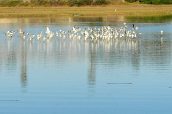 Upper Newport Bay Ecological Reserve