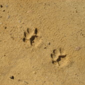 Animal Tracking in Fremont Canyon