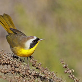 Birds of Fremont Canyon