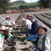 CANCELLED: Dig in! Plant Wildflowers at the Native Seed Farm
