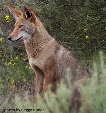 Weir Canyon Honda >> Santiago Oaks Guided Nature Hike - Irvine Ranch Natural ... Weir Canyon Honda >> Santiago Oaks Guided Nature Hike - Irvine Ranch Natural ...