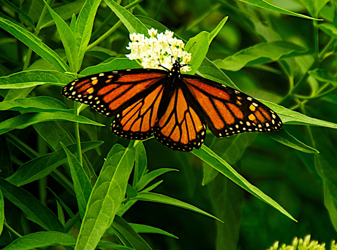 Monarch Butterfly Day at Mile Square Regional Park - Irvine Ranch ...