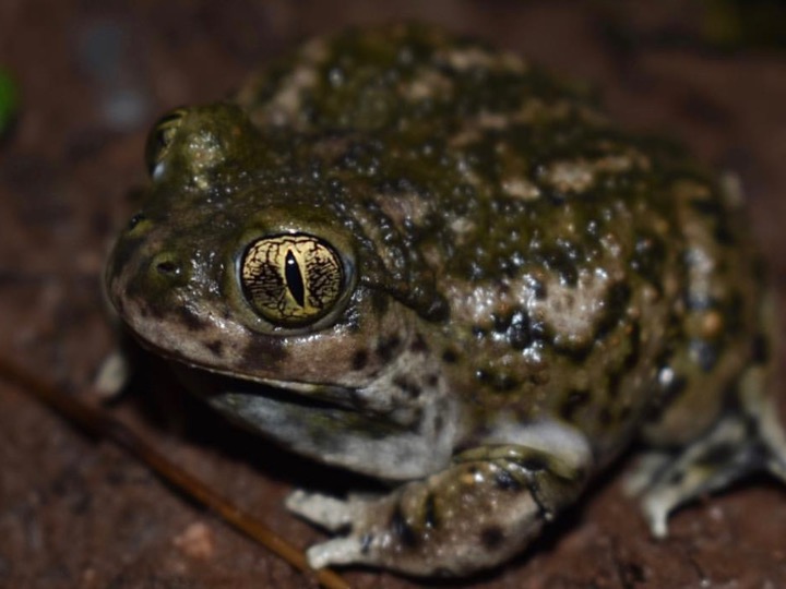 Seasonal Science Series: Western Spadefoot Toad Habitat Enhancement ...