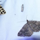 Nighttime Bugs: Augustine Staging Area in Limestone Canyon