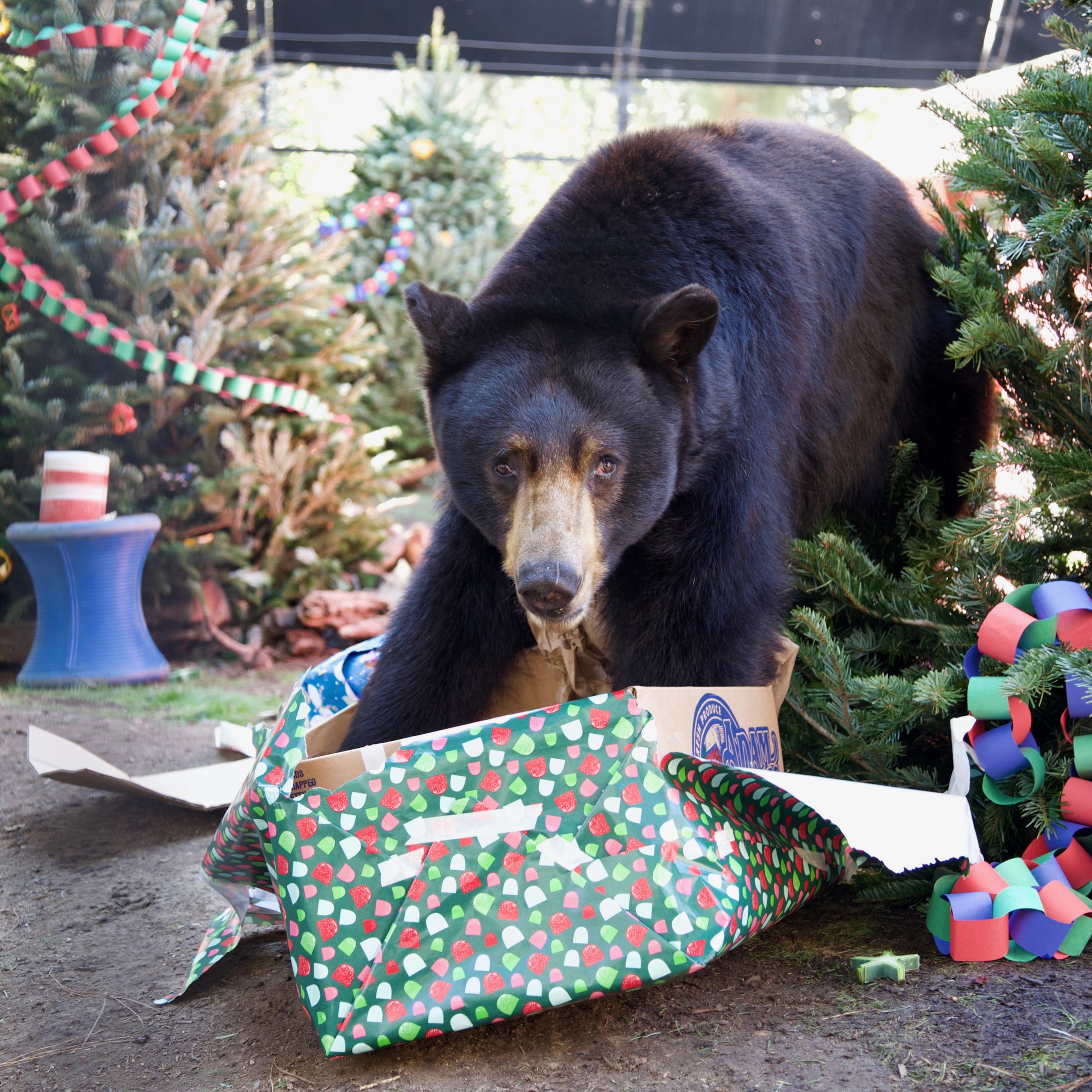 Christmas at the OC Zoo - Irvine Ranch Natural Landmarks