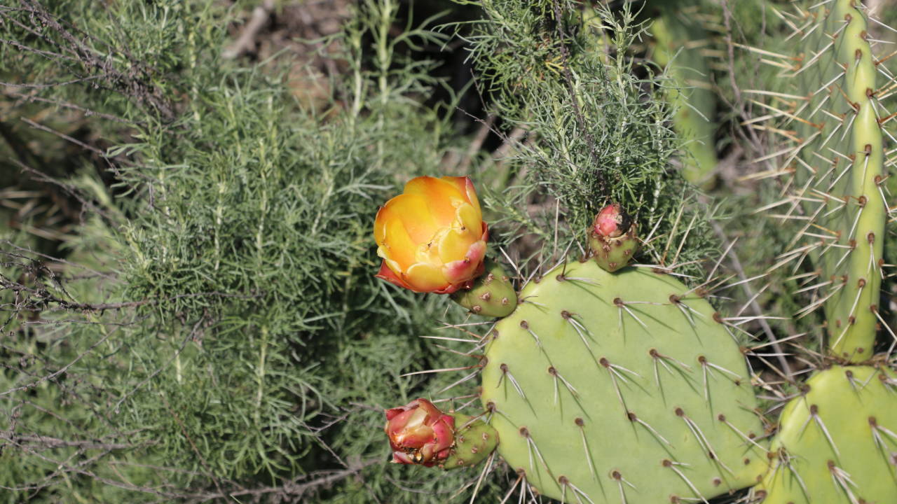 Kids Native Plant Tea! - Irvine Ranch Natural Landmarks