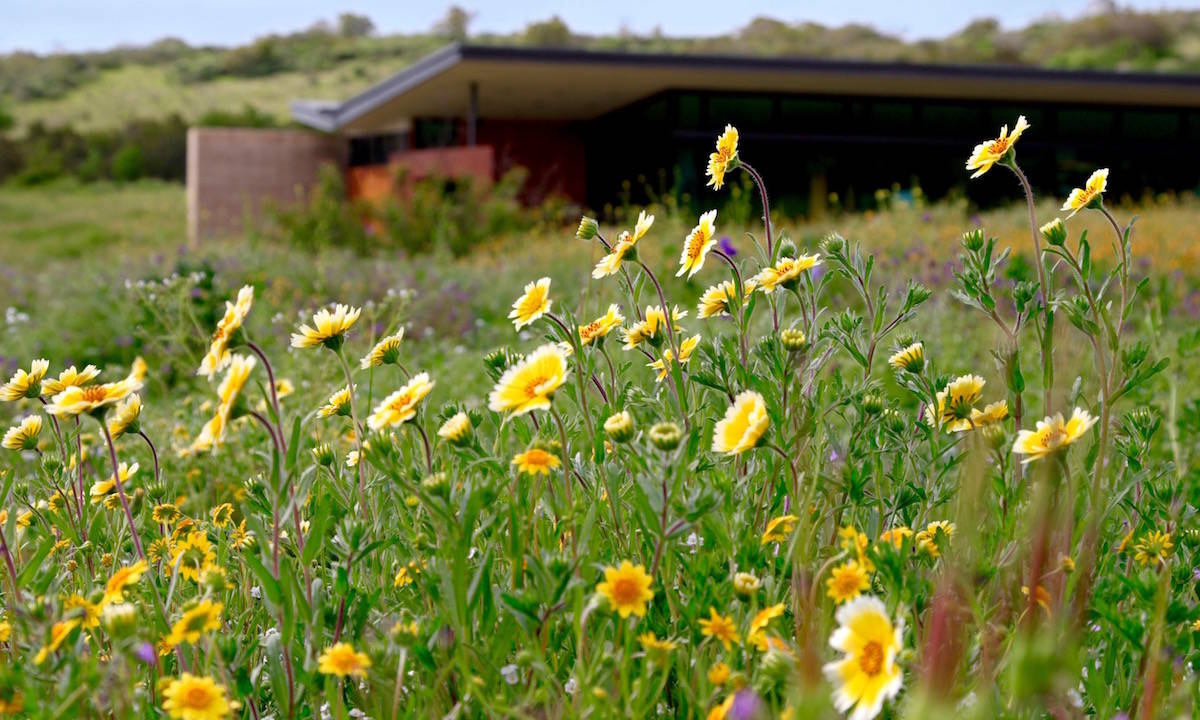 Native Plant Tea - Irvine Ranch Natural Landmarks